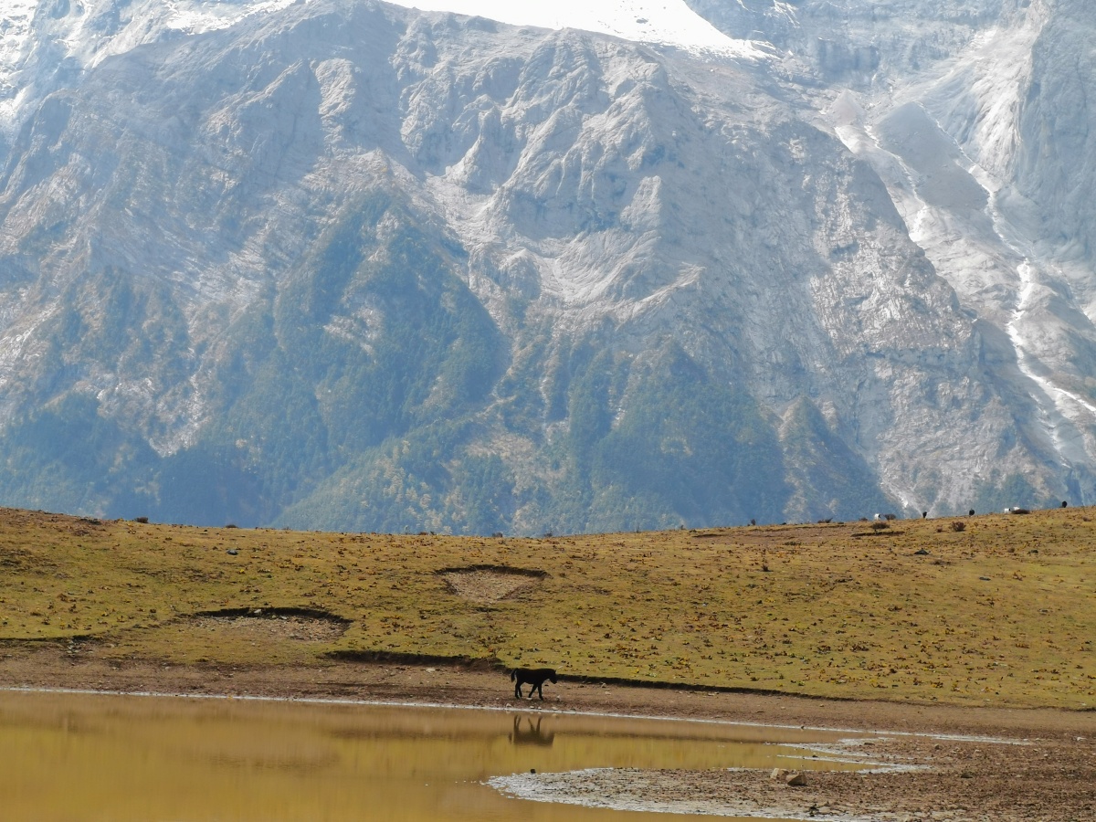 丽江玉龙雪山牦牛坪