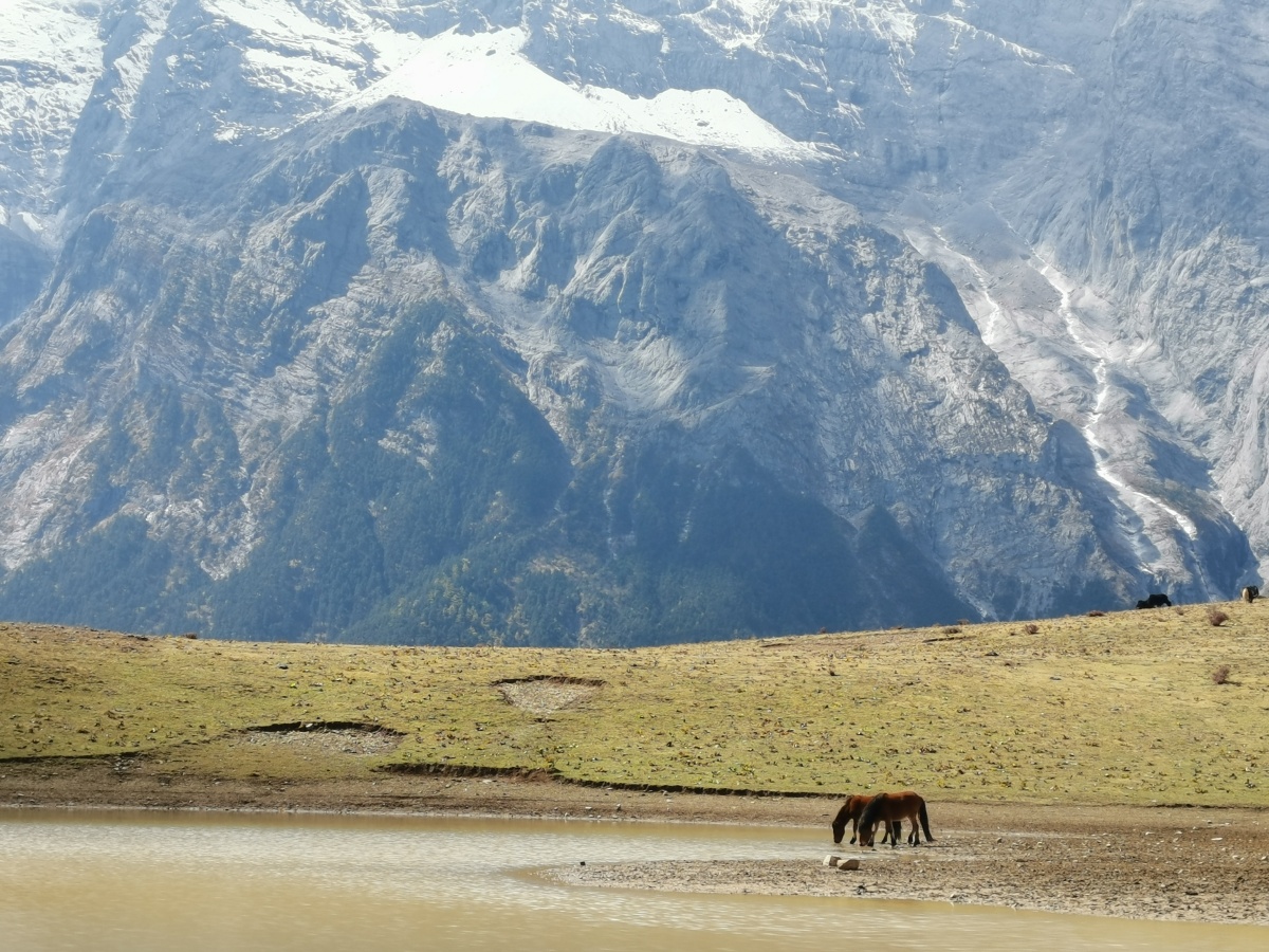 丽江玉龙雪山牦牛坪