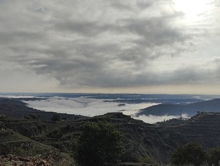 1000031590