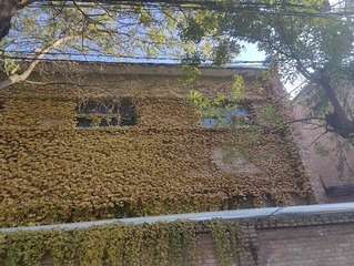 1000036079
