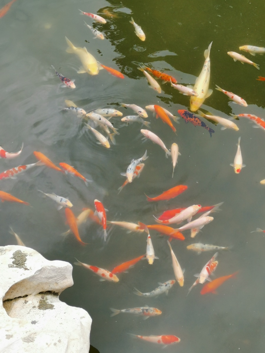 一群嬉戏的锦鲤