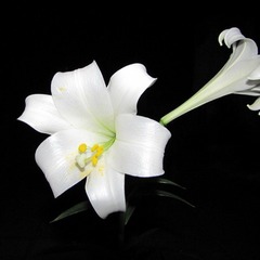 夜澜百合开