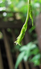 春芽