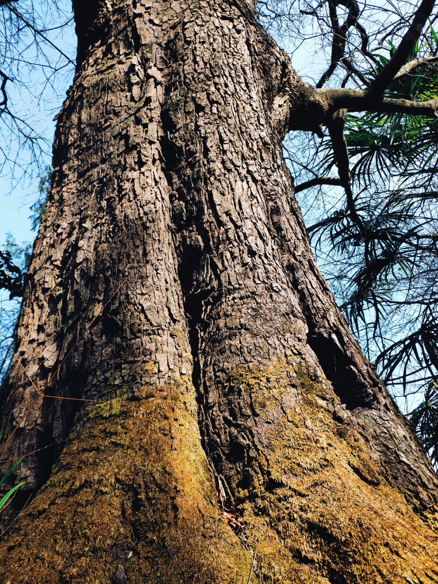 老树干