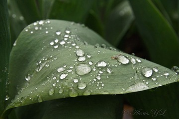 DSC02642.jpg