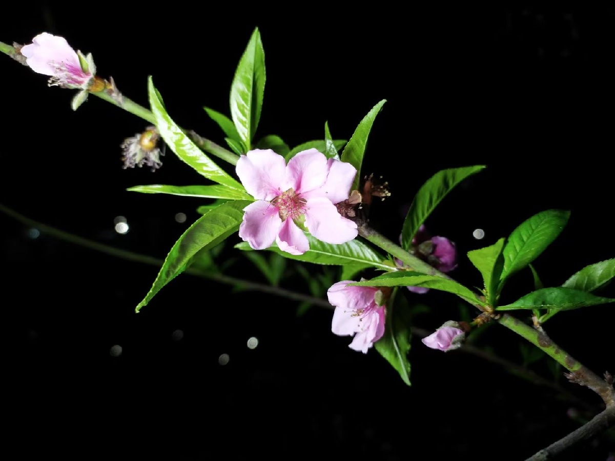 桃花夜色美. - 细潮 - 图虫