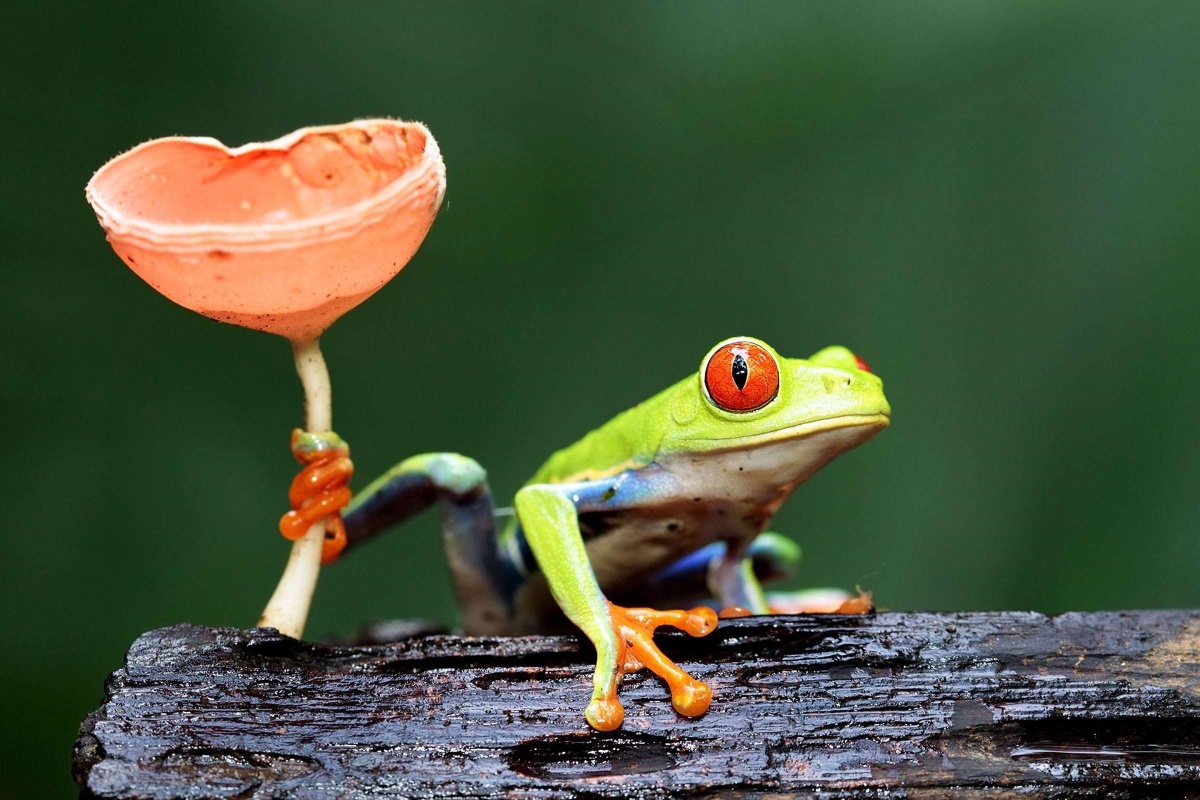 野生的红眼树蛙redeyedtreefrod