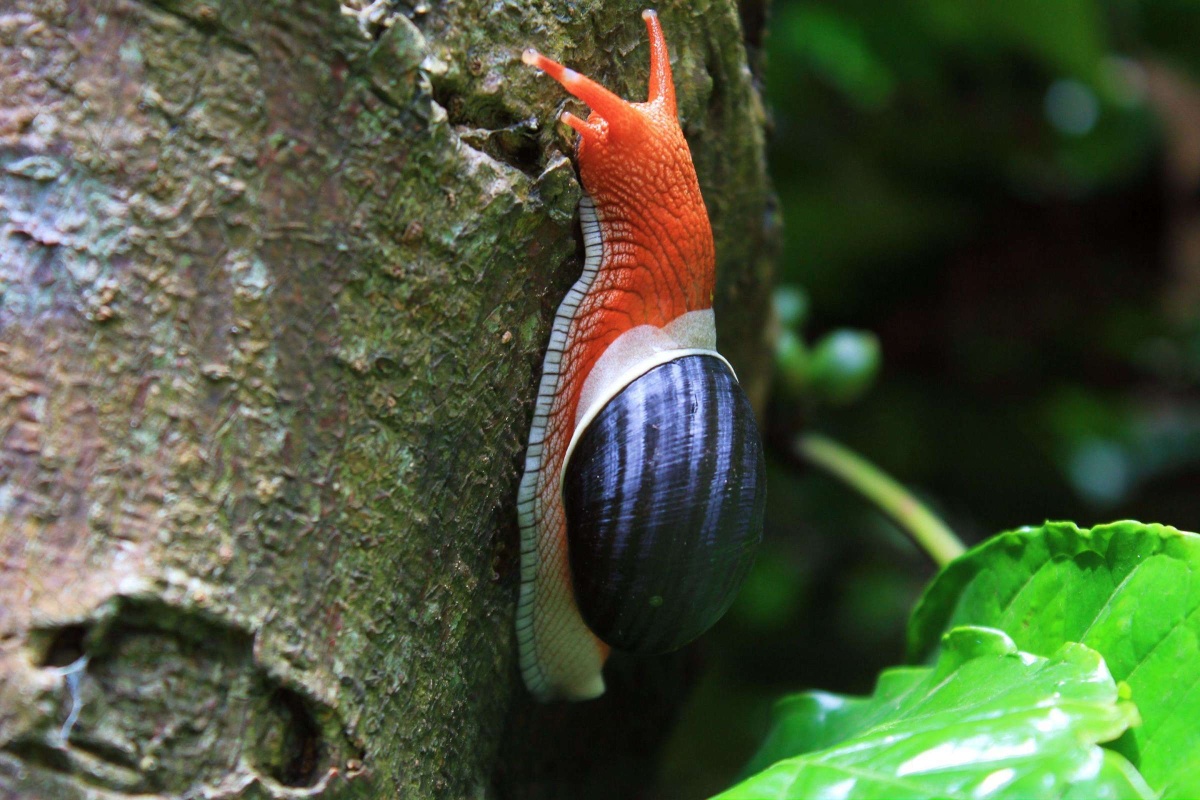 圣诞老人蜗牛是一种热带陆生腹足纲软体动物,会呼吸空气,属于丝鼈甲