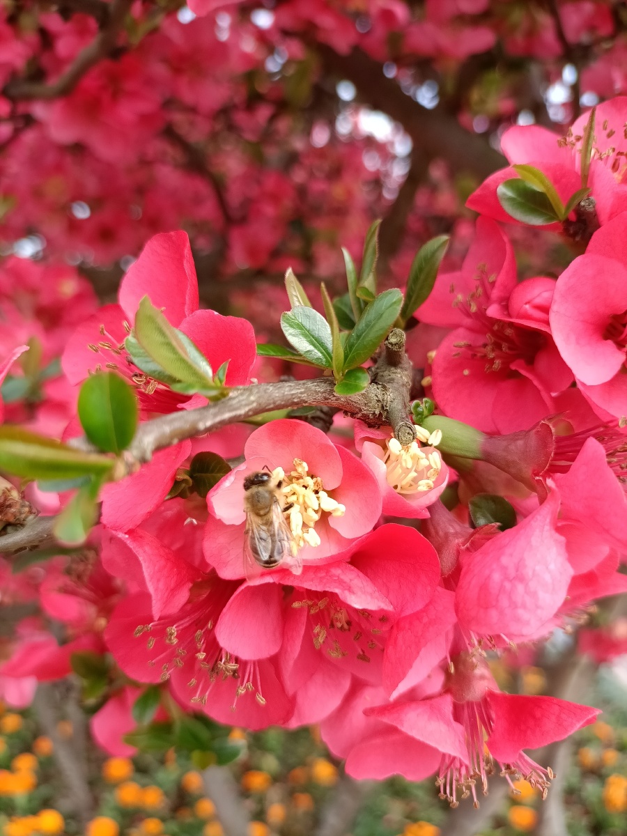 春的气息之垂丝海棠,花开正艳蜂儿忙…… - 秋天的落叶271 - 图虫
