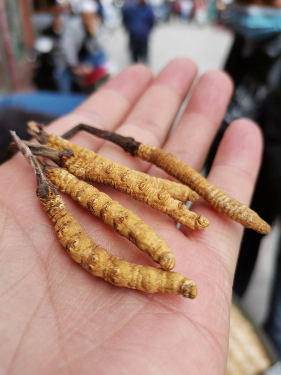 雪域珍品天赐礼物