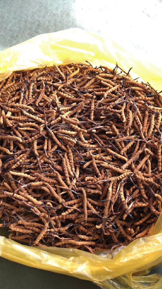 雪域珍品天赐礼物