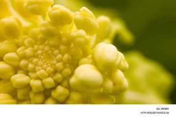 做一个快乐的人 关心粮食和蔬菜