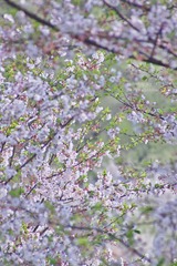 15A80CB7-C637-4AAE-B73A-A79CEF2438C7/L0/001