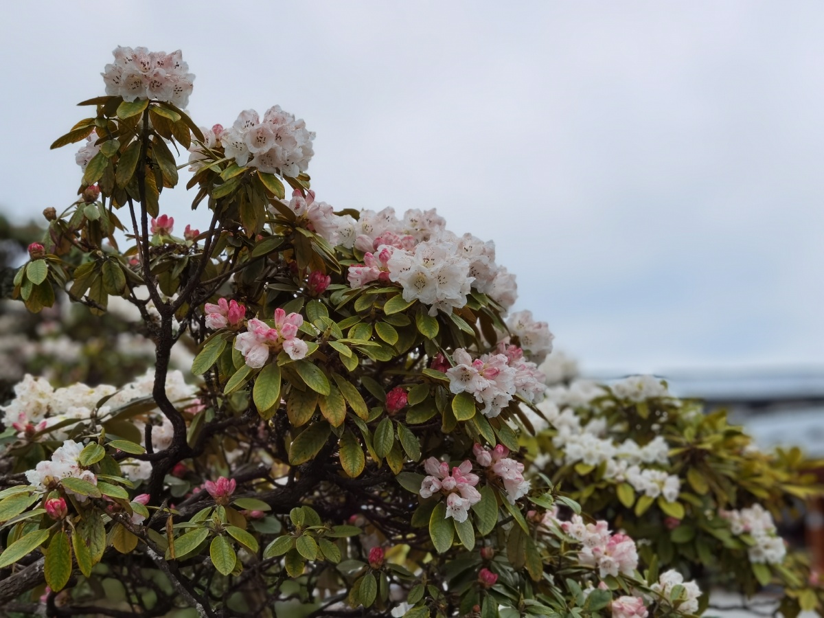 花满枝头峨眉金顶高山杜鹃