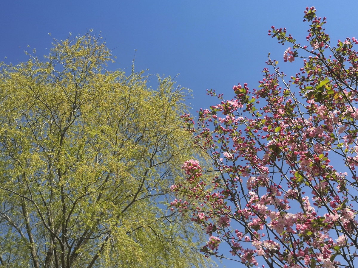 万紫千红春满园春天是五颜六色的多姿多彩的就像生活