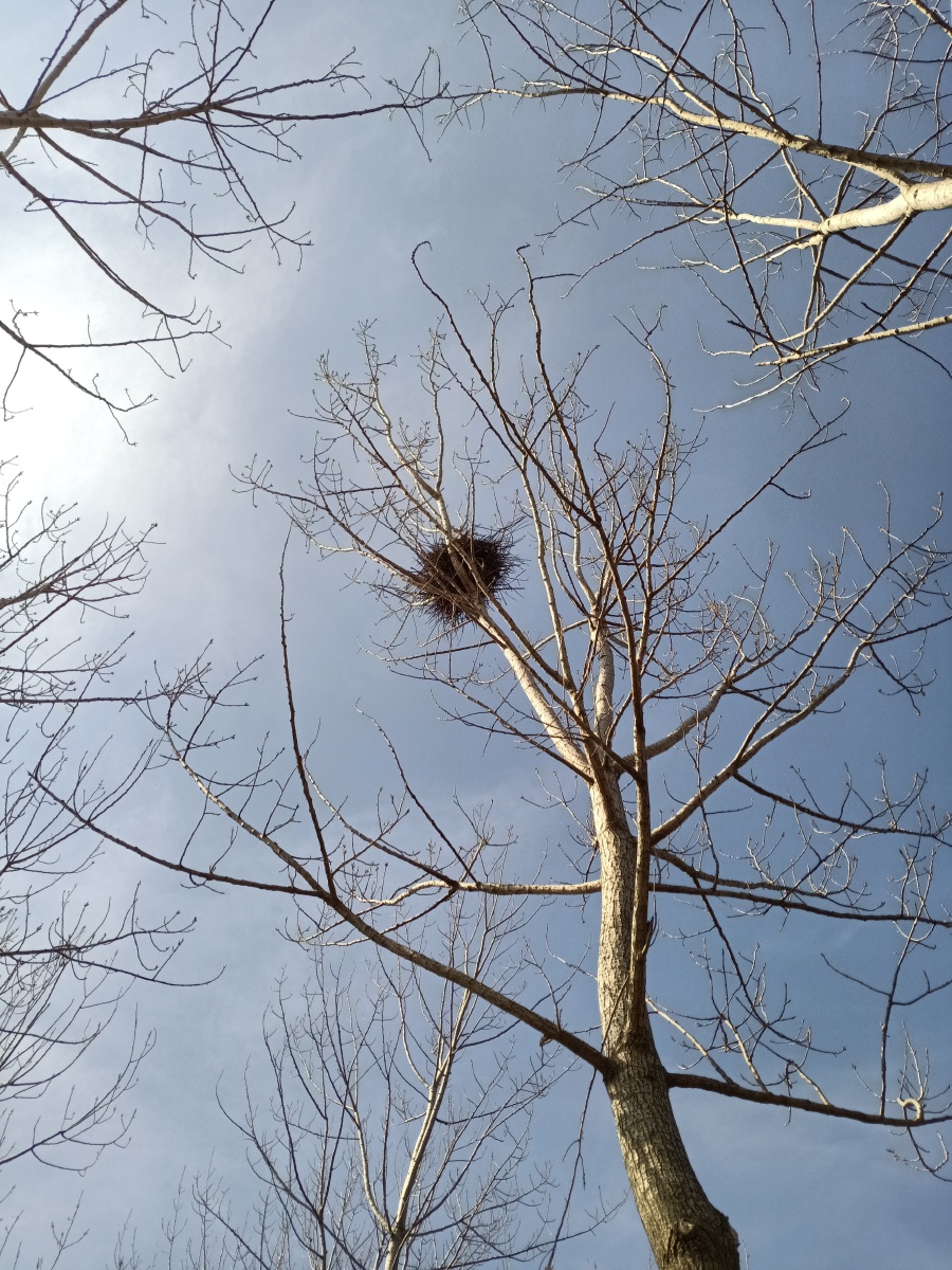 冬天的鸟窝高高地端坐在光秃秃的树杈间