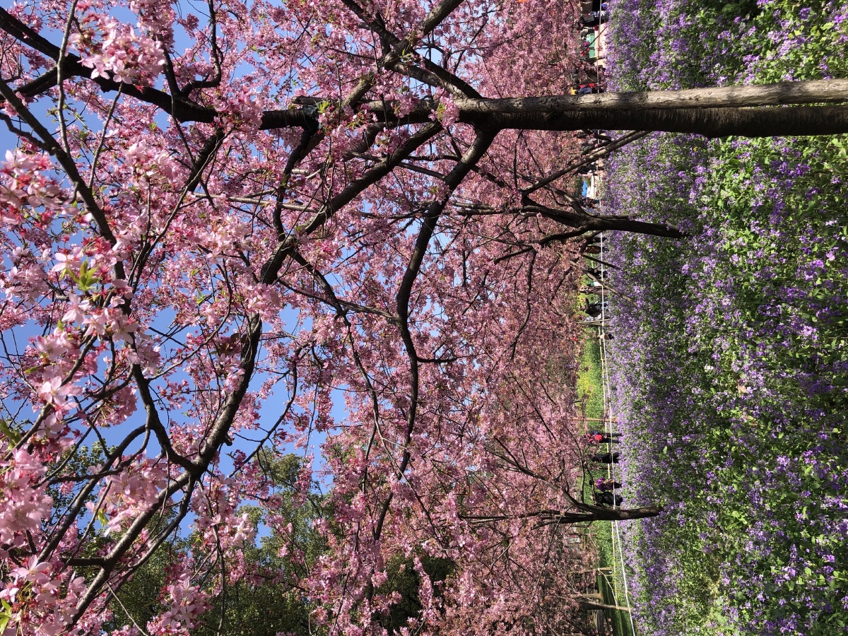 三月春天樱花烂漫风景刚好