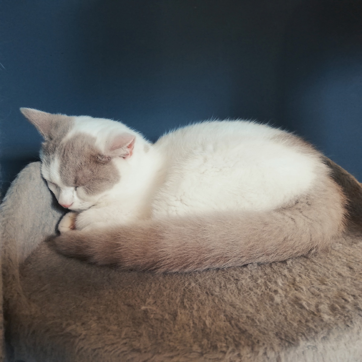 看它睡得多么安详