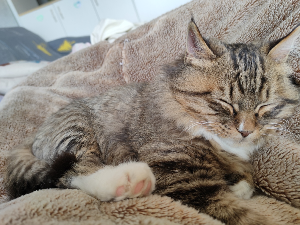 精神可爱睡觉的狸花猫