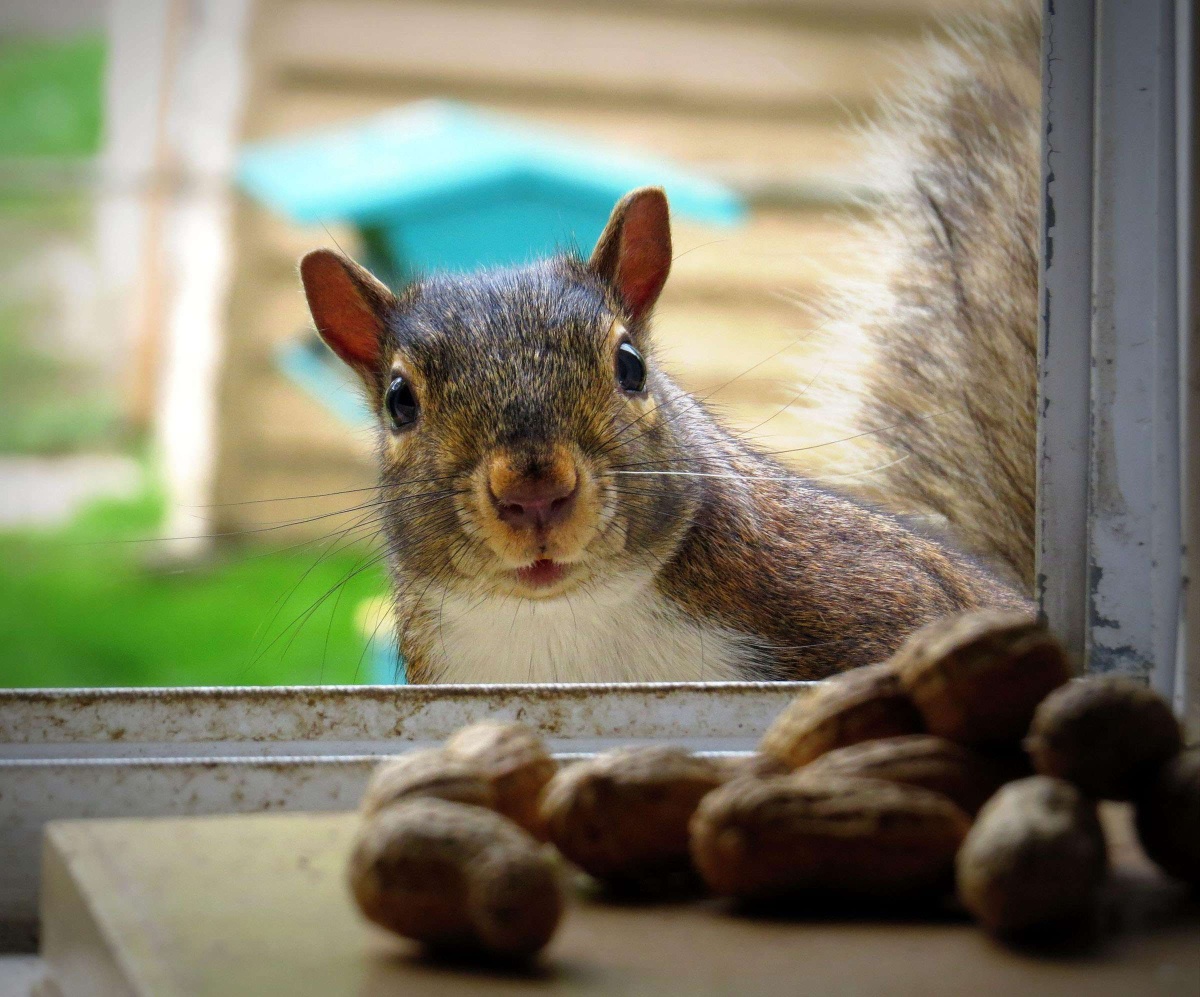一脸期待的松鼠我很惊讶有这麽多人把我的松鼠照片标示为最爱谢谢每个