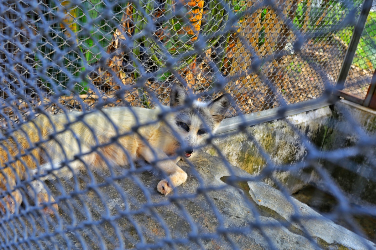 珠海斗门鳄鱼岛风光摄影