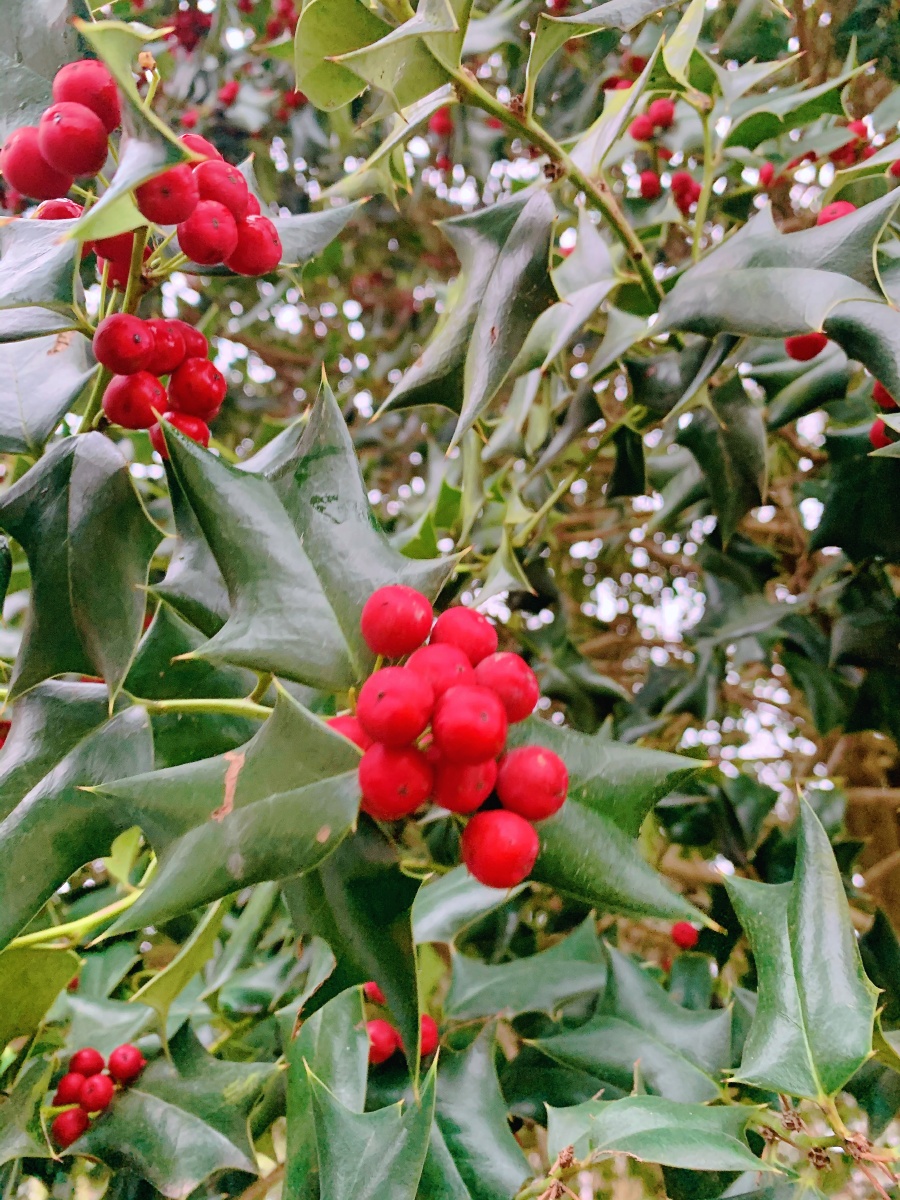 小姑姑家门前的一树枸骨格外耀眼听说枸骨的花语是万寿无疆四季平安