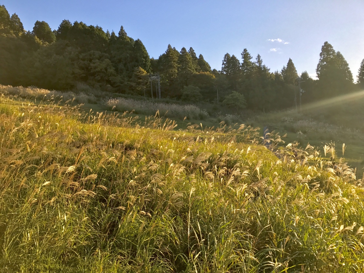山上的草,肆意生长