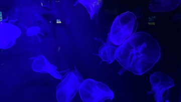 F0B3B588-E93B-41AA-8508-E20082F743FB/L0/001