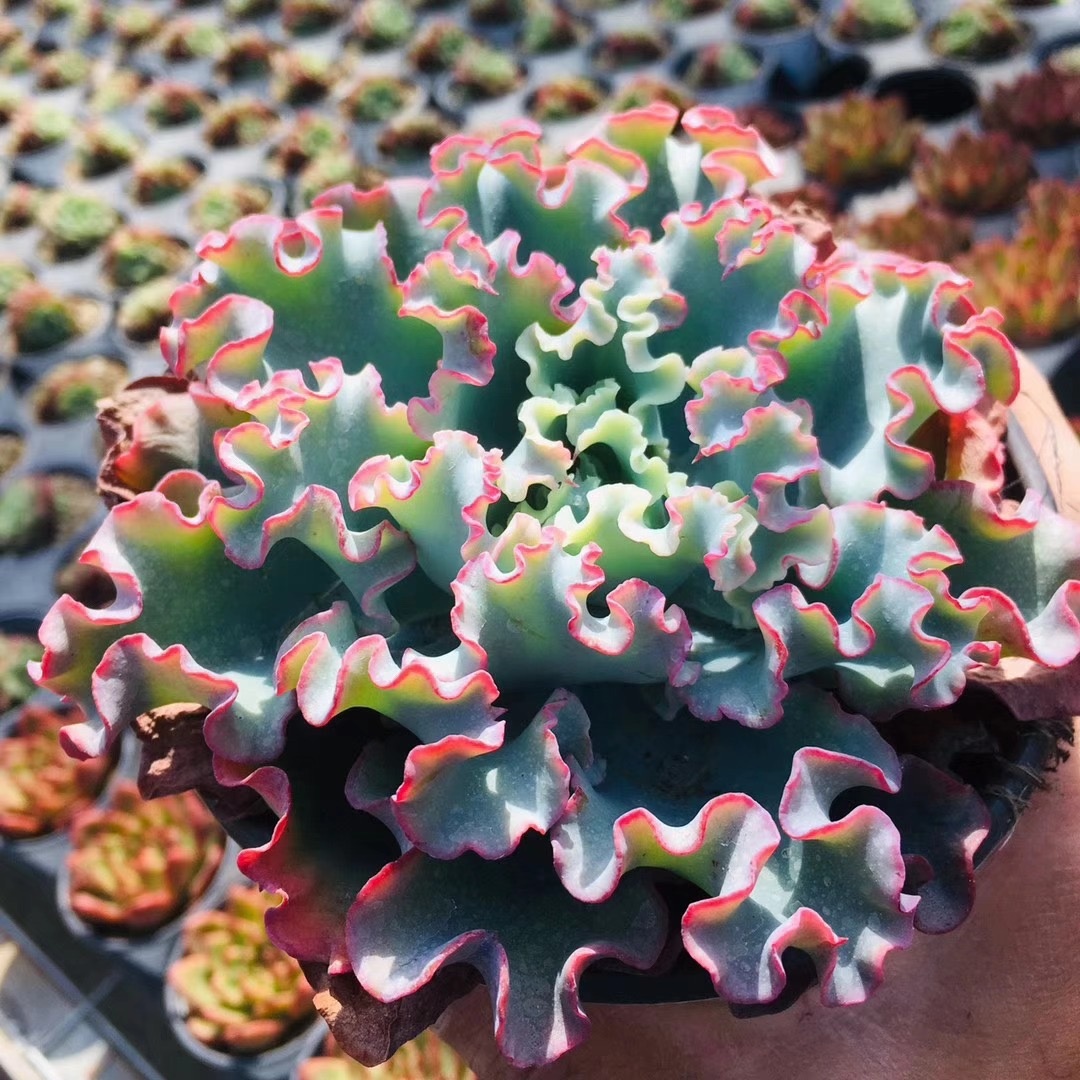 多肉水瓶座希望你喜欢