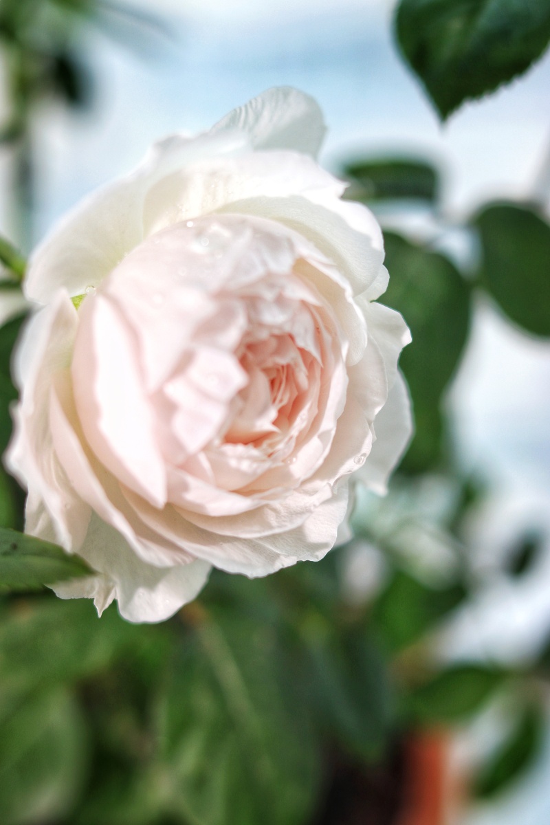 初开的公爵夫人月季