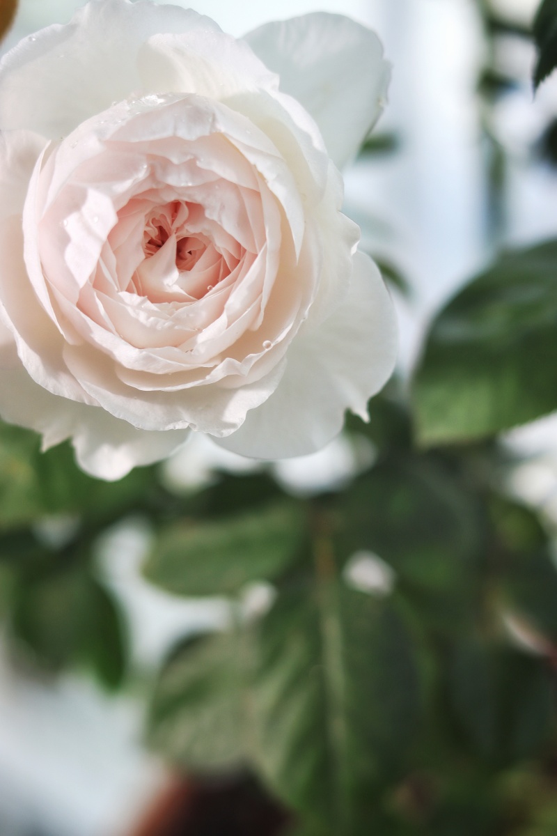 初开的公爵夫人月季