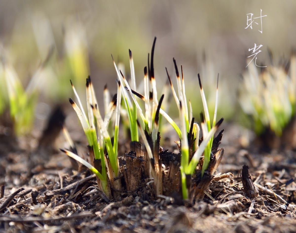 野火烧不尽春风吹又生