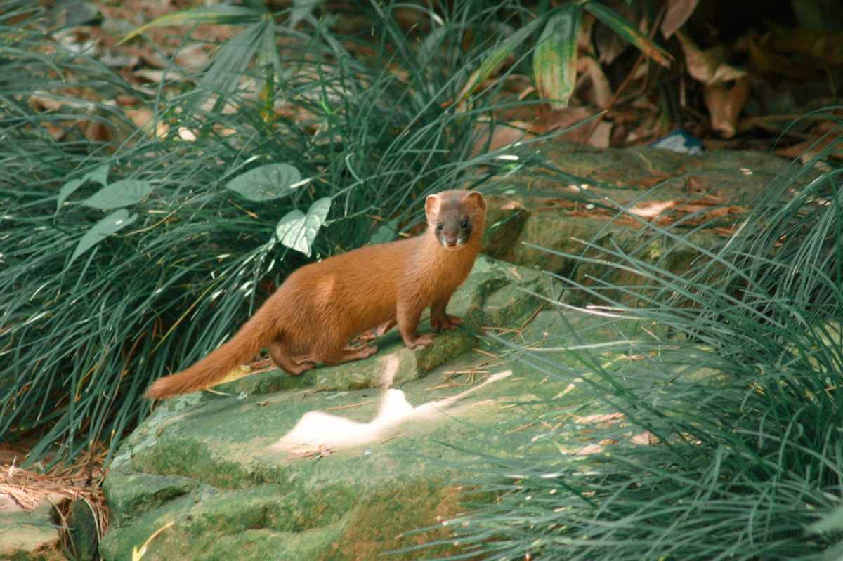 小区里新一代的黄鼠狼