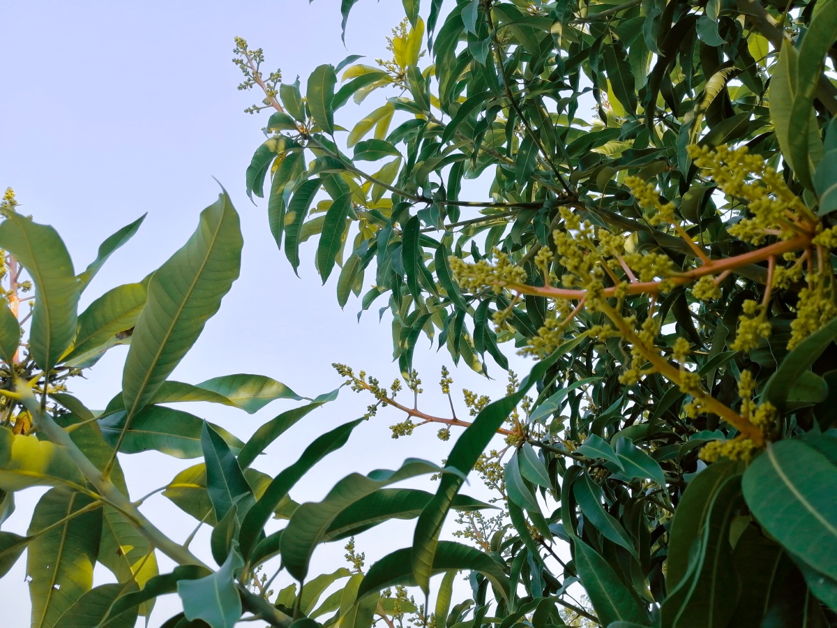 又到了空气里弥漫着芒果花香的季节
