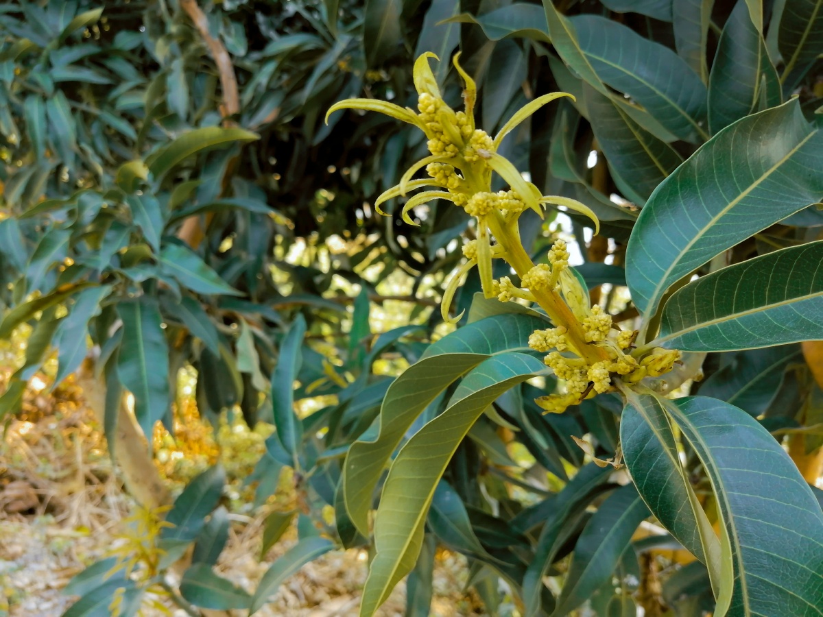 又到了空气里弥漫着芒果花香的季节