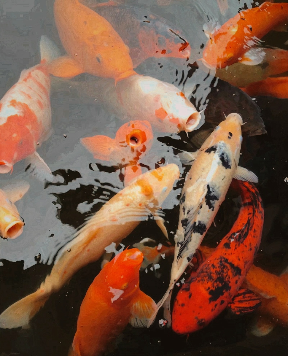 过年气氛锦鲤喂食