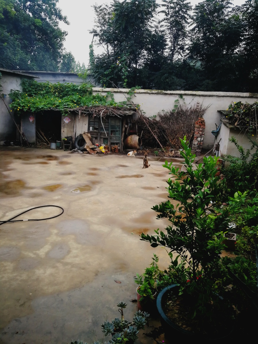 农村老家雨后的院子