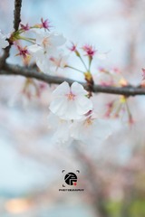 IMG_9383