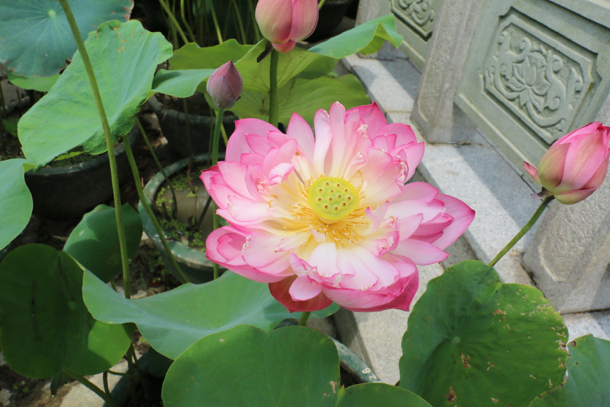 莲花盛开花开富贵