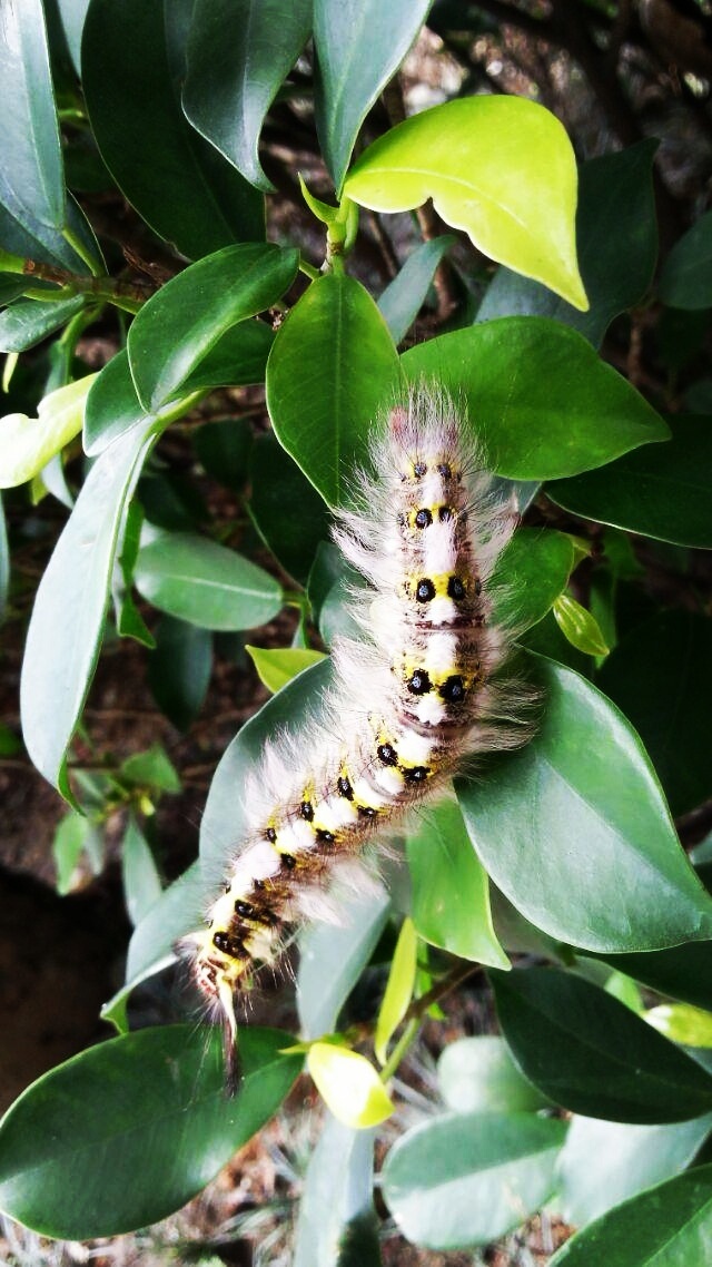 99 - 阿尔忒弥斯artemis - 图虫