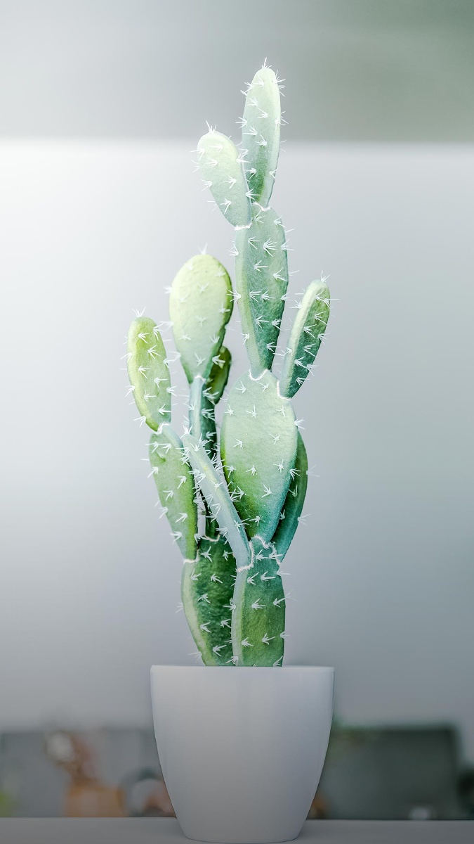 当你承受不住的时候,看看沙漠里的仙人掌 - 摄影流浪大师 - 图虫