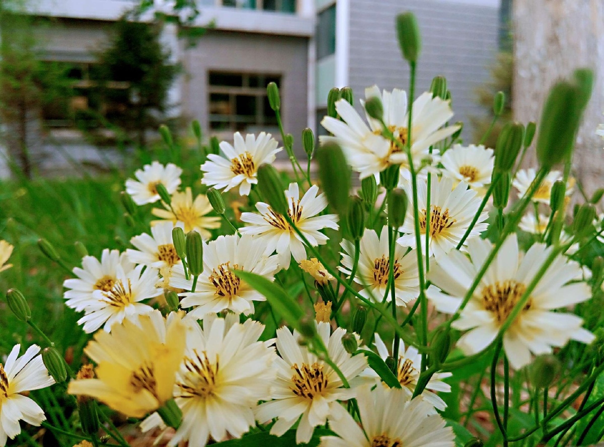 1/1我们这群拍海人花植物夏季洋甘菊绽放花瓣#路边野花盛开怒放肆意还