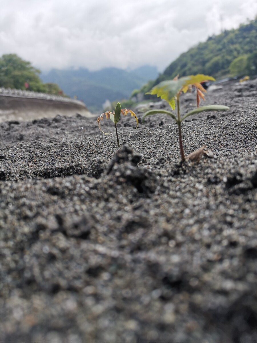 沙里长的植物