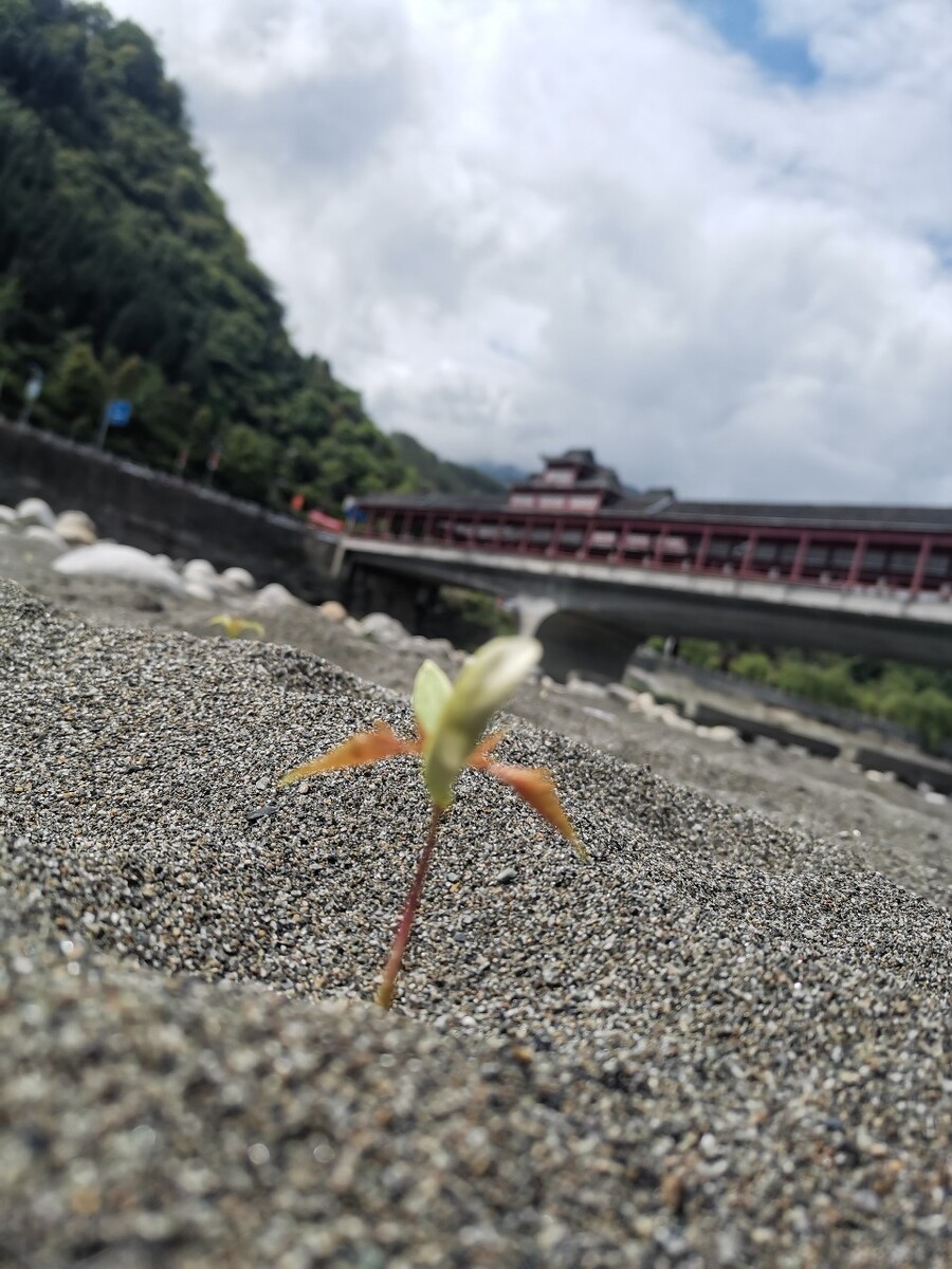 沙里长出来的