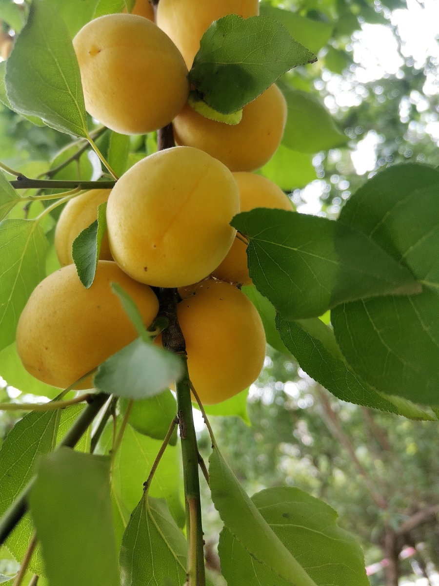 农家院口的杏子,看着口水直流 - 摄影师光与爱 - 图虫