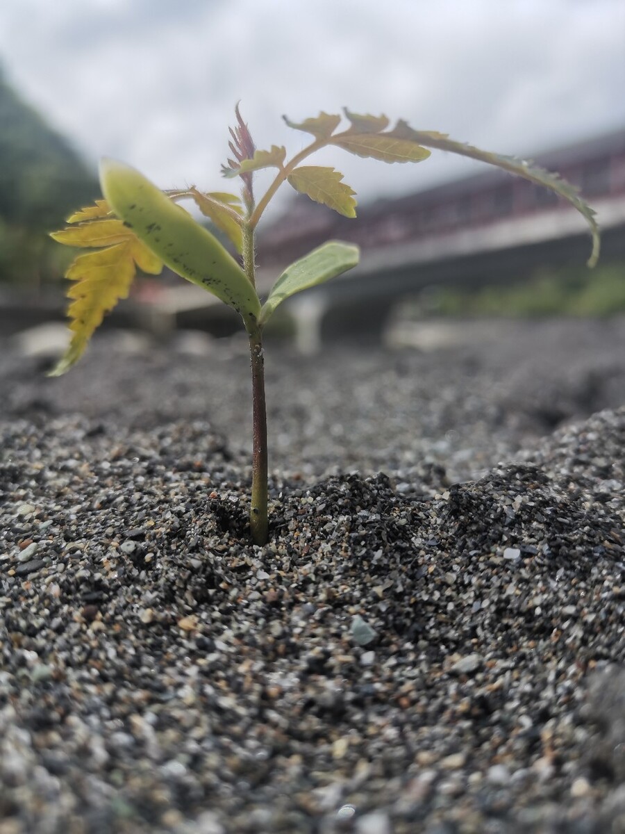 沙里的长的植物