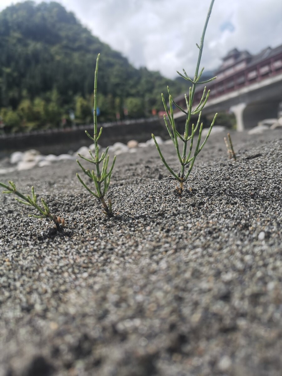 河提沙里一种植物