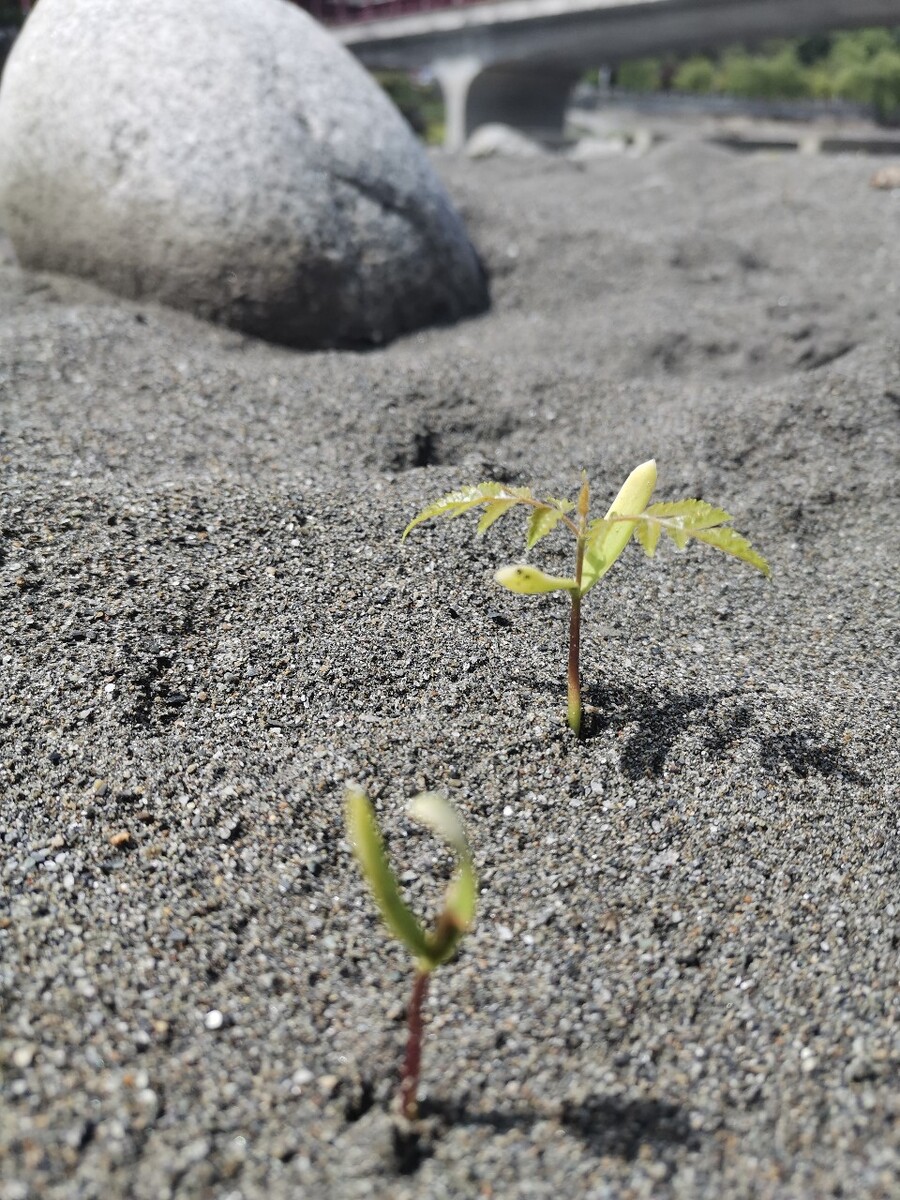 沙里长的小生命