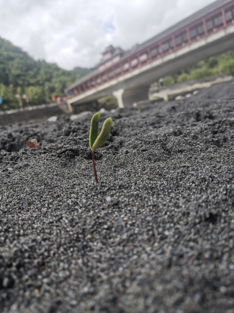 沙里刚长出来的植物