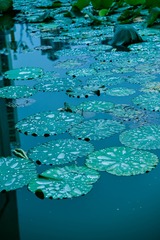 C9A6B93A-F557-41CA-8B72-91520638ECC6/L0/001